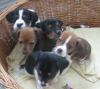 6 supersüße Beagle/ Jack Russel Mix 