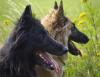 Tervueren Welpen,  kindfreundlicher belgischer Schäferhund,  langharig