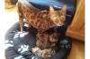 6 BengalKatzen mit Papieren