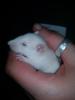 Albino Ratten (m/ w) an Tierliebhaber/ innen zu vergeben!
