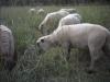 shropshire jungbock