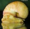 Kaufe Apfelschnecke  pomacea canaliculata  Zahle richtig gut