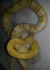 Kornnatter - NZ 2013 aus der Verpaarung Butter,  Ghost oder Bloodred u. Caramel
