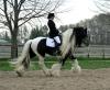Dressur-Freizeitpferd, -Wunderschöne Tinker COB Wallach und Stute mit 1A Charakte