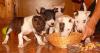Wunderschöne Miniatur Bullterrier (Rüde) mit VDH/  FCI Papieren