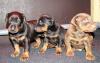 Dobermann Welpen aus Hobby zucht!