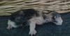 Dangerfjords Norwegischewaldkatzen in N R W Essen  haben süsse,  Typfolle Kitten, 