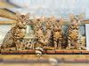   Bengalkitten aus liebevoller Hobbyzucht