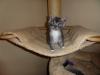 zwei Maine Coon Katerchen mit Stammbaum