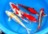 Koi - Teichfische - Biotopfische - Muscheln - Krebse / /  Fa.Fördefisch