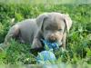 zuckersüße Labrador-Welpen suchen ein neues zuhause