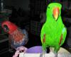 eclectus Papageien