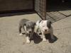 American Staffordshire Terrier Welpen mit GBF/  VDH/  FCI Papieren