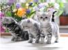 Britisch Kurzhaar Black Silver Classic Tabby B.