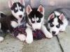     Siberian Husky Welpe mit VDH/ DCNH/ FCI-Papieren,  aus seriöser Zucht !!