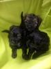 Chinese crested powderpuff