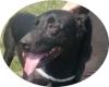 CHARLIE - 50 cm - GROSSER SCHMUSER IN NOT! DRINGENDER NOTFALL!