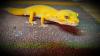 Leopardgecko Männlich 