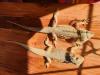 2 Zahme Baragame Weibchen