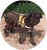 BUKSI - 50 cm - SUCHT DRINGEND EIN ZUHAUSE (aus dem Tierschutz)