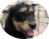 LISA - 48 cm  - NIEDLICHE HUNDEDAME SUCHT SIE! (aus dem Tierschutz) 