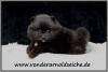 Pomeranianwelpen schwarz
