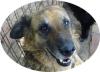 JUDIT -55 cm - EINE SÜSSE HUNDEDAME! (aus dem Tierschutz)