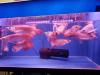 Arowana Fische zu verkaufen