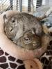 3 junge mänl. Degus abzugeben 