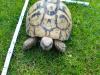 Griechische Landschildkröten,  Testudo hermanni