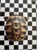 Landschildkröten 2019