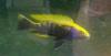 Tanganjika- u. Malawibuntbarsche abzugeben: Tropheus,  Frontosa,  Brichardi,  Yello