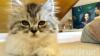 BKH/ Perser Kitten 