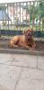Bordeauxdogge 