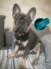 Französische Bulldogge,  Welpen,  Blue und lilac,  rüden,  hündin