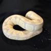 Königspython (Python Regius)
