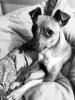 Chihuahua Pinscher Hündin sucht liebevolles,  aktives Zuhause