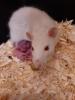 Baby Ratten