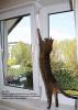 Kippfensterschutz für Katzen von austmetall,  OHNE BOHREN OHNE KLEBEN,  System 4