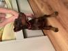 Dobermann Hündin 9.5 Wochen alt ,  braun - 