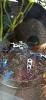 Dendrobates Azureus und tinctorius oyapock