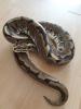 Königspython Spider/ Desert Enchi Pinstripe 