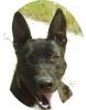 ANGIE - 60 cm - TRAUMHUND IN NOT!  (aus dem Tierschutz)
