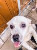 Marylou sucht ein zuhause 
