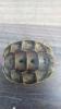 3 Testudo graeca