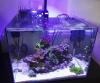 Kleines Meerwasser-Aquarium (55 L),  mit Besatz,  Technik und viel Zubehör