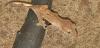 0.0.2 Correlophus Ciliatus ,  Kronengecko ,  Gecko