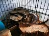 2 Degu Weibchen