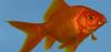 Goldfische zu verschenken