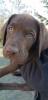 Labrador reinrassig Welpe